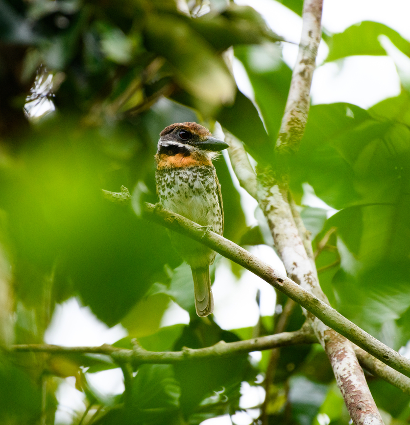 Spotted Puffbird, Mitu, Colombia This concludes the coverage of our 2024 Colombia trip. Full set:<br />
<br />
<a href="https://www.jungledragon.com/tag/100112/colombia_2024.html" title="Colombia 2024" class="tag"><em>862</em>Colombia 2024</a><br />
<br />
Locations:<br />
<a href="https://www.jungledragon.com/user/2/tag/64566/popular" rel="nofollow">https://www.jungledragon.com/user/2/tag/64566/popular</a><br />
<a href="https://www.jungledragon.com/user/2/tag/50999/newest" rel="nofollow">https://www.jungledragon.com/user/2/tag/50999/newest</a><br />
<a href="https://www.jungledragon.com/user/2/tag/101946/popular" rel="nofollow">https://www.jungledragon.com/user/2/tag/101946/popular</a><br />
<a href="https://www.jungledragon.com/user/2/tag/64352" rel="nofollow">https://www.jungledragon.com/user/2/tag/64352</a><br />
<br />
Travel report:<br />
<a href="https://ferdychristant.com/colombia-2024-travel-report-4278f570517d" rel="nofollow">https://ferdychristant.com/colombia-2024-travel-report-4278f570517d</a> Bucco tamatia,Colombia,Colombia 2024,Fall,Geotagged,Mit&uacute;,South America,Spotted puffbird,World