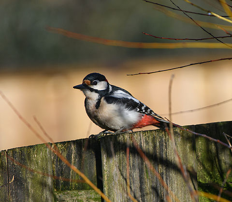 Great Spotted Woodpecker, Heesch, Netherlands Infrequent visitor to our garden. Dendrocopos major,Europe,Great spotted woodpecker,Heesch,Netherlands