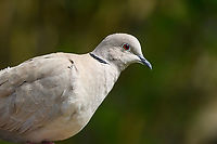 Eurasian Collared-Dove - closeup, Heesch, Netherlands Daily visitor in our backyard. Always as a couple, even if the photo only show a single individual.<br />
https://www.jungledragon.com/image/168799/eurasian_collared-dove_heesch_netherlands.html Eurasian Collared-Dove,Europe,Heesch,Netherlands,Streptopelia decaocto