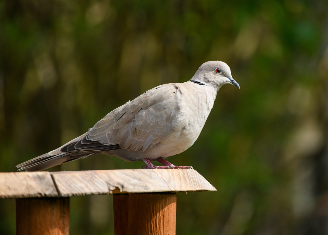 Eurasian Collared-Dove, Heesch, Netherlands Daily visitor in our backyard. Always as a couple, even if the photo only show a single individual.<br />
<figure class="photo"><a href="https://www.jungledragon.com/image/168798/eurasian_collared-dove_-_closeup_heesch_netherlands.html" title="Eurasian Collared-Dove - closeup, Heesch, Netherlands"><img src="https://s3.amazonaws.com/media.jungledragon.com/images/2/168798_thumb.jpg?AWSAccessKeyId=05GMT0V3GWVNE7GGM1R2&Expires=1769040010&Signature=NGMYvZcobmuTvMK%2FlOnxNTYapUc%3D" width="200" height="134" alt="Eurasian Collared-Dove - closeup, Heesch, Netherlands Daily visitor in our backyard. Always as a couple, even if the photo only show a single individual.<br />
https://www.jungledragon.com/image/168799/eurasian_collared-dove_heesch_netherlands.html Eurasian Collared-Dove,Europe,Heesch,Netherlands,Streptopelia decaocto" /></a></figure> Eurasian collared dove,Europe,Heesch,Netherlands,Streptopelia decaocto