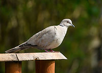 Eurasian Collared-Dove, Heesch, Netherlands Daily visitor in our backyard. Always as a couple, even if the photo only show a single individual.<br />
https://www.jungledragon.com/image/168798/eurasian_collared-dove_-_closeup_heesch_netherlands.html Eurasian collared dove,Europe,Heesch,Netherlands,Streptopelia decaocto