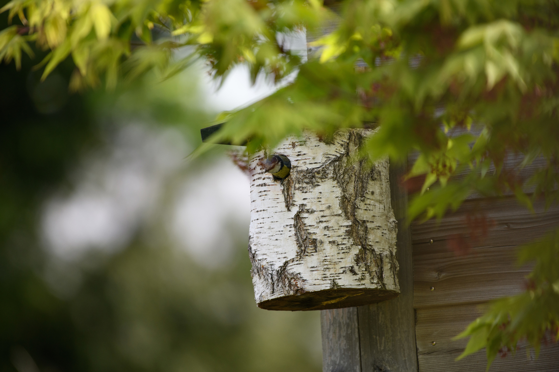Eurasion Blue Tit, Heesch, Netherlands Note the bird peaking out of the nest cabinet which I put up in our backyard. Cyanistes caeruleus,Eurasion blue tit,Europe,Heesch,Netherlands