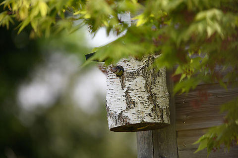 Eurasion Blue Tit, Heesch, Netherlands Note the bird peaking out of the nest cabinet which I put up in our backyard. Cyanistes caeruleus,Eurasion blue tit,Europe,Heesch,Netherlands