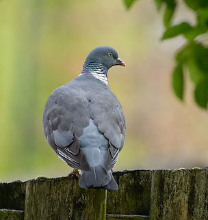 Common Wood Pigeon, Heesch, Netherlands Daily visitor in our backyard. Columba palumbus,Common Wood Pigeon,Europe,Heesch,Netherlands