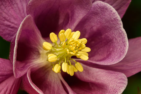 Common Columbine - core, Heesch, Netherlands Planted in our backyard.
https://www.jungledragon.com/image/168803/common_columbine_heesch_netherlands.html Aquilegia vulgaris,Common Columbine,Europe,Heesch,Netherlands