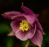 Common Columbine, Heesch, Netherlands Planted in our backyard.<br />
https://www.jungledragon.com/image/168802/common_columbine_-_core_heesch_netherlands.html Aquilegia vulgaris,Europe,European Columbine,Heesch,Netherlands