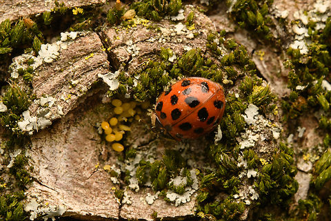 Asian Lady Beetle, Heesch, Netherlands On a tree in our backyard, tending to eggs it seems. Europe,Harmonia axyridis,Heesch,Multicolored Asian Lady Beetle,Netherlands