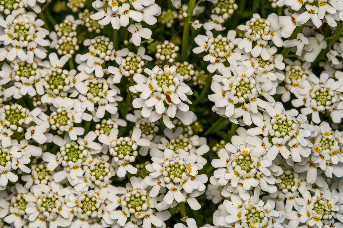 Perennial Candytuft, Heesch, Netherlands Cultivated, from our backyard. Europe,Evergreen candytuft,Heesch,Iberis sempervirens,Netherlands