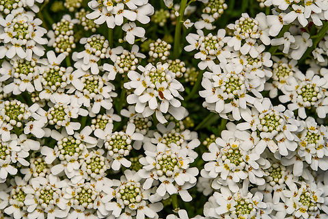 Perennial Candytuft, Heesch, Netherlands Cultivated, from our backyard. Europe,Evergreen candytuft,Heesch,Iberis sempervirens,Netherlands