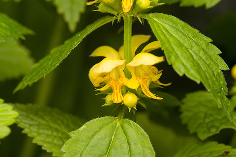 Yellow Archangel, Heesch, Netherlands From our backyard. Europe,Heesch,Lamium galeobdolon,Netherlands,Yellow Archangel