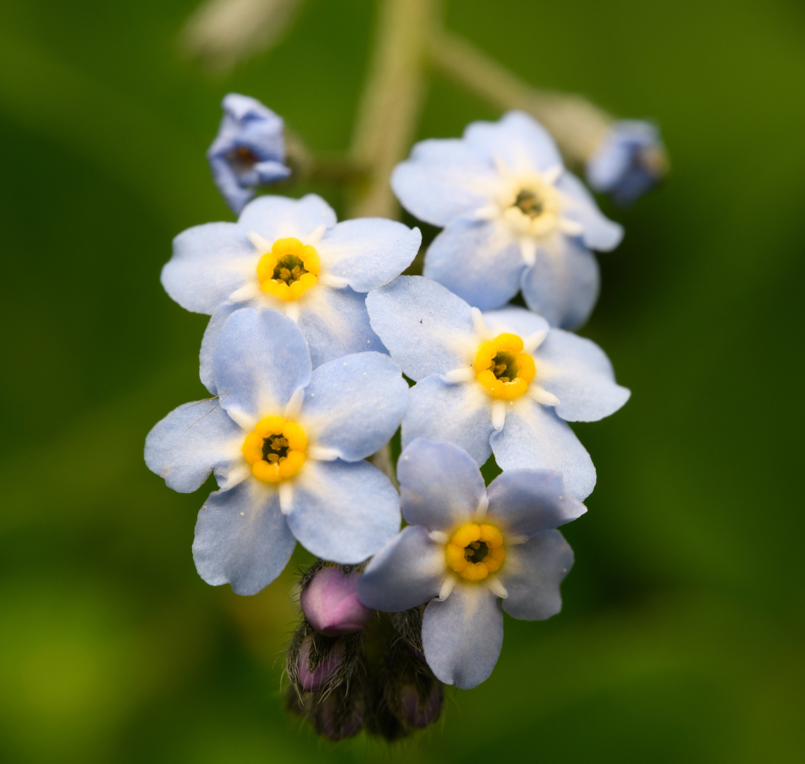 Myosotis arvensis, Heesch, Netherlands  Europe,Field Forget-me-not,Heesch,Myosotis arvensis,Netherlands