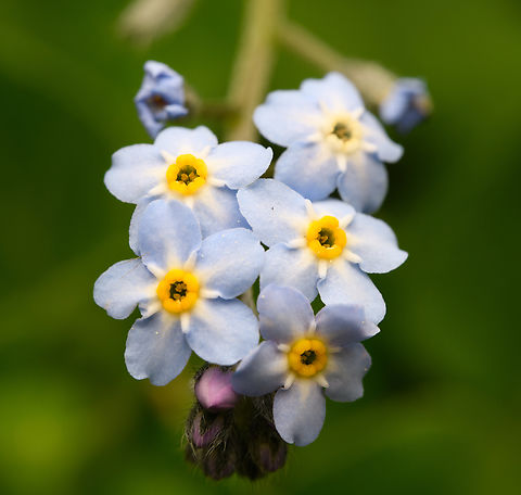 Myosotis arvensis, Heesch, Netherlands  Europe,Field Forget-me-not,Heesch,Myosotis arvensis,Netherlands