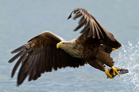 White-tailed Eagle hunting A successful catch by this White-tailed Eagle, a rare moment captured brilliantly by @Henrik Just Accipitriformes,Birds,Eagle,Flight,Haliaeetus albicilla,Hunt,White-tailed Eagle
