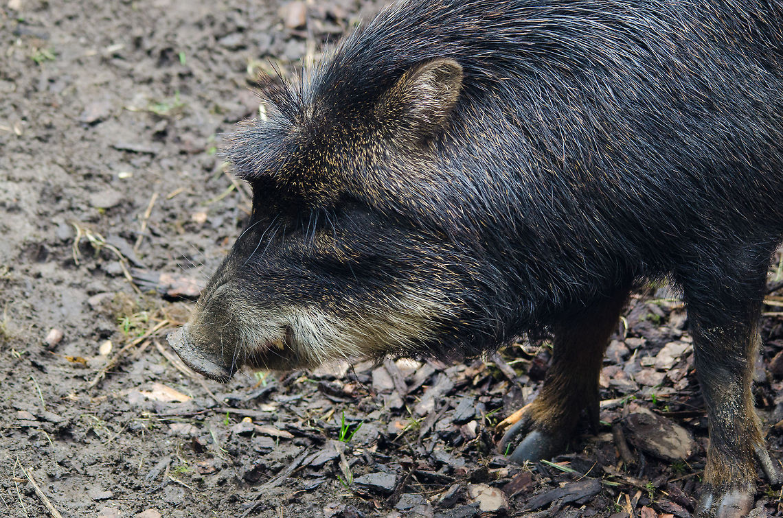 Wild Boar, Epe Zoo  Epe,Europe,Geotagged,Netherlands,The Netherlands,Wissel