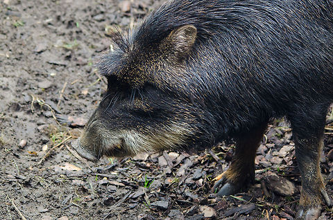 Wild Boar, Epe Zoo  Epe,Europe,Geotagged,Netherlands,The Netherlands,Wissel