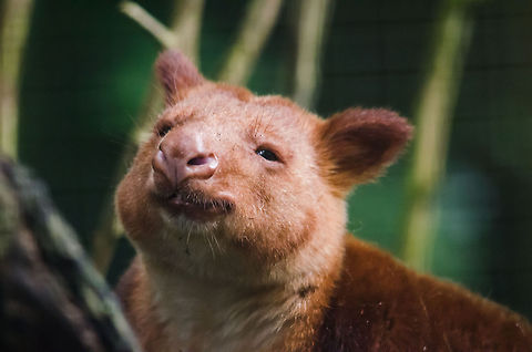 Goodfellows tree-kangaroo closeup, Epe Zoo  Epe,Europe,Geotagged,Netherlands,The Netherlands,Wissel