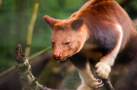 Goodfellows tree-kangaroo - 2, Epe Zoo  Dendrolagus goodfellowi,Epe,Europe,Goodfellows tree-kangaroo,Netherlands,Wissel
