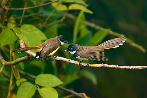 Malaysian Pied-Fantail, Hồ Chí Minh City, Vietnam Opening the set for our recent trip to Vietnam:
https://ferdychristant.com/vietnam-2025-travel-report-8d1638721c38 Asia,Geotagged,Hồ Chí Minh City,Malaysian Pied-Fantail,Rhipidura javanica,Spring,Vietnam,Vietnam 2025