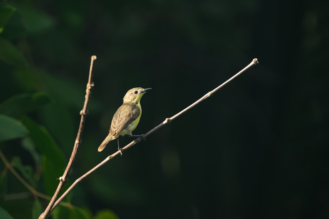 Golden-bellied Gerygone, Hồ Chí Minh City, Vietnam  Asia,Geotagged,Gerygone sulphurea,Golden-bellied gerygone,Hồ Chí Minh City,Saigon,Spring,Vietnam,Vietnam 2025