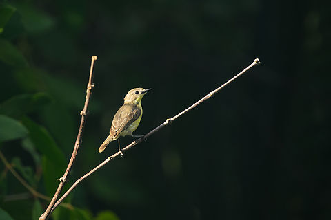 Golden-bellied Gerygone, Hồ Ch&iacute; Minh City, Vietnam  Asia,Geotagged,Gerygone sulphurea,Golden-bellied gerygone,Hồ Ch&iacute; Minh City,Saigon,Spring,Vietnam,Vietnam 2025