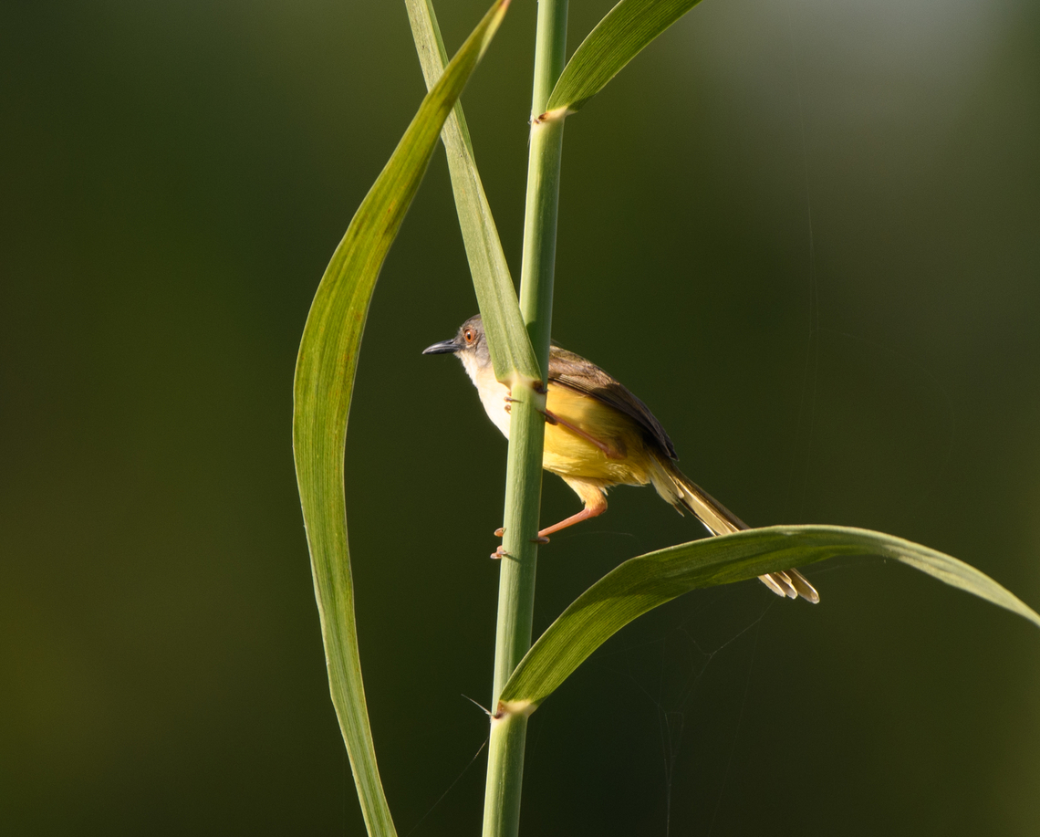 Yellow-bellied Prinia, Hồ Chí Minh City, Vietnam  Asia,Geotagged,Hồ Chí Minh City,Prinia flaviventris,Saigon,Spring,Vietnam,Vietnam 2025,Yellow-bellied Prinia