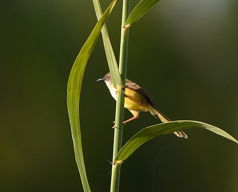 Yellow-bellied Prinia, Hồ Chí Minh City, Vietnam  Asia,Geotagged,Hồ Chí Minh City,Prinia flaviventris,Saigon,Spring,Vietnam,Vietnam 2025,Yellow-bellied Prinia