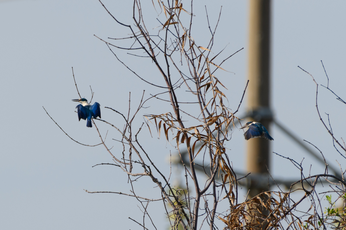 Collared Kingfishers, Hồ Chí Minh City, Vietnam One drying its wings on the left, one incoming on the right. Asia,Collared kingfisher,Geotagged,Hồ Chí Minh City,Saigon,Spring,Todiramphus chloris,Vietnam,Vietnam 2025