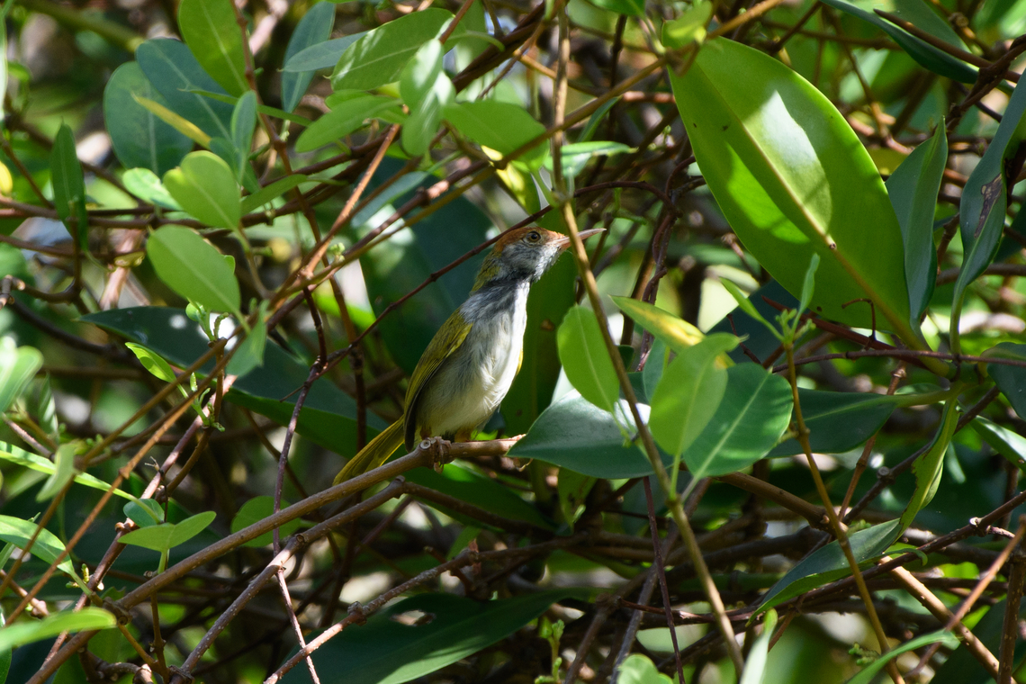 Dark-necked Tailorbird, Hồ Ch&iacute; Minh City, Vietnam  Asia,Dark-necked Tailorbird,Geotagged,Hồ Ch&iacute; Minh City,Orthotomus atrogularis,Saigon,Spring,Vietnam,Vietnam 2025