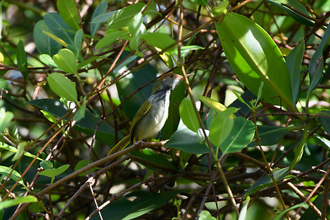 Dark-necked Tailorbird, Hồ Chí Minh City, Vietnam  Asia,Dark-necked Tailorbird,Geotagged,Hồ Chí Minh City,Orthotomus atrogularis,Saigon,Spring,Vietnam,Vietnam 2025