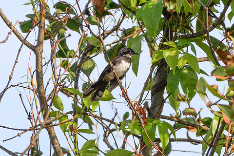 Malaysian Pied-Fantail, Hồ Chí Minh City, Vietnam  Asia,Geotagged,Hồ Chí Minh City,Malaysian Pied-Fantail,Rhipidura javanica,Saigon,Spring,Vietnam,Vietnam 2025