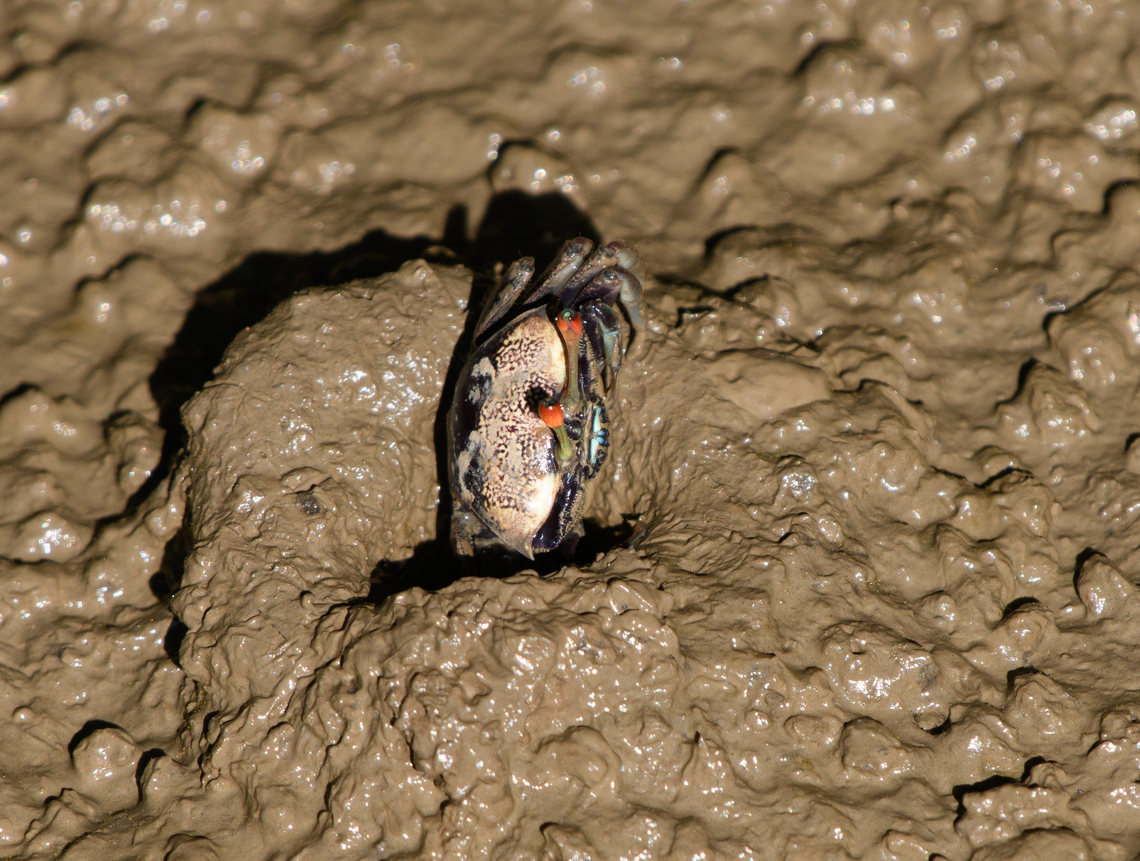 Tubuca forcipata, Hồ Chí Minh City, Vietnam This is the female. Asia,Forceps Fiddler Crab,Geotagged,Hồ Chí Minh City,Saigon,Spring,Tubuca forcipata,Vietnam,Vietnam 2025
