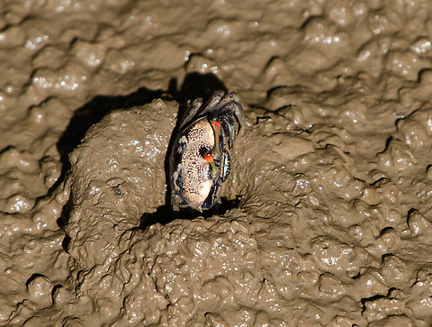 Tubuca forcipata, Hồ Chí Minh City, Vietnam This is the female. Asia,Forceps Fiddler Crab,Geotagged,Hồ Chí Minh City,Saigon,Spring,Tubuca forcipata,Vietnam,Vietnam 2025