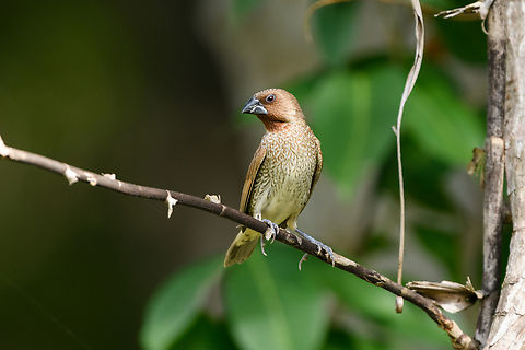 Scaly-breasted Munia, Hồ Chí Minh City, Vietnam  Asia,Geotagged,Hồ Chí Minh City,Lonchura punctulata,Saigon,Scaly-breasted munia,Spring,Vietnam,Vietnam 2025