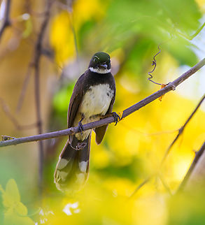 Malaysian Pied-Fantail - frontal, Hồ Chí Minh City, Vietnam  Asia,Geotagged,Hồ Chí Minh City,Malaysian Pied-Fantail,Rhipidura javanica,Saigon,Spring,Vietnam,Vietnam 2025