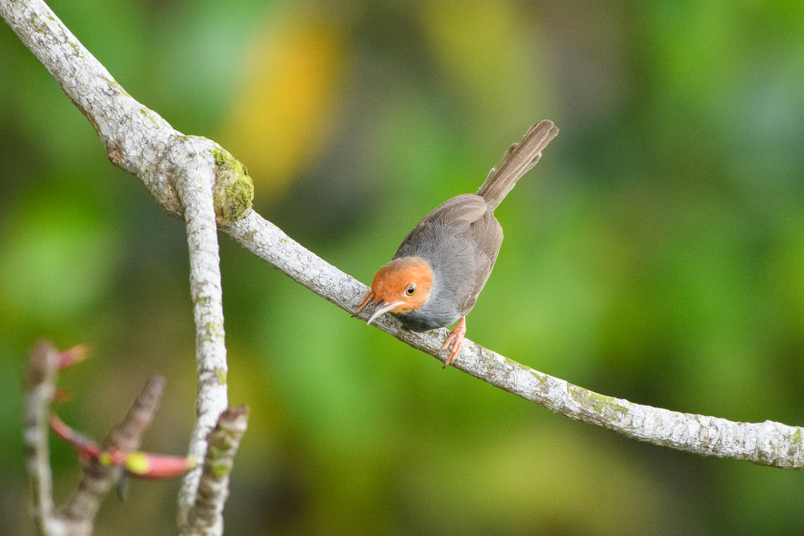 Ashy Tailorbird, Hồ Chí Minh City, Vietnam <figure class="photo"><a href="https://www.jungledragon.com/image/169731/ashy_tailorbird_h_ch_minh_city_vietnam.html" title="Ashy Tailorbird, Hồ Ch&iacute; Minh City, Vietnam"><img src="https://s3.amazonaws.com/media.jungledragon.com/images/2/169731_thumb.jpg?AWSAccessKeyId=05GMT0V3GWVNE7GGM1R2&Expires=1759968010&Signature=RGbPCW3w10jPVo5BQ7JfRybacLU%3D" width="200" height="134" alt="Ashy Tailorbird, Hồ Ch&iacute; Minh City, Vietnam https://www.jungledragon.com/image/169730/ashy_tailorbird_h_ch_minh_city_vietnam.html Ashy Tailorbird,Asia,Geotagged,Hồ Ch&iacute; Minh City,Orthotomus ruficeps,Saigon,Spring,Vietnam,Vietnam 2025" /></a></figure> Ashy tailorbird,Asia,Geotagged,Hồ Chí Minh City,Orthotomus ruficeps,Saigon,Spring,Vietnam,Vietnam 2025