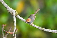 Ashy Tailorbird, Hồ Chí Minh City, Vietnam https://www.jungledragon.com/image/169731/ashy_tailorbird_h_ch_minh_city_vietnam.html Ashy tailorbird,Asia,Geotagged,Hồ Chí Minh City,Orthotomus ruficeps,Saigon,Spring,Vietnam,Vietnam 2025