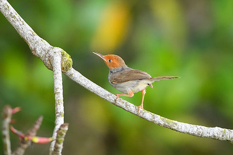 Ashy Tailorbird, Hồ Chí Minh City, Vietnam https://www.jungledragon.com/image/169730/ashy_tailorbird_h_ch_minh_city_vietnam.html Ashy Tailorbird,Asia,Geotagged,Hồ Chí Minh City,Orthotomus ruficeps,Saigon,Spring,Vietnam,Vietnam 2025