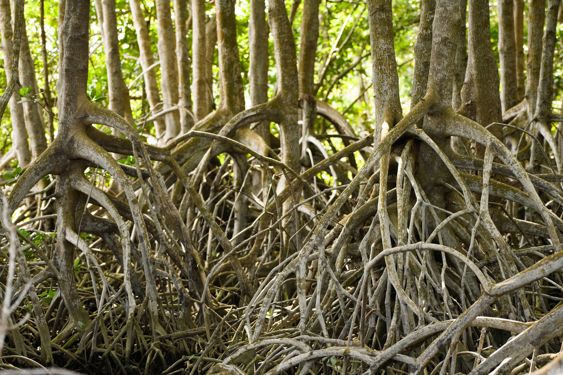 Mangro forest near Hồ Chí Minh City, Vietnam Habitat impression. Asia,Geotagged,Hồ Chí Minh City,Saigon,Spring,Vietnam,Vietnam 2025