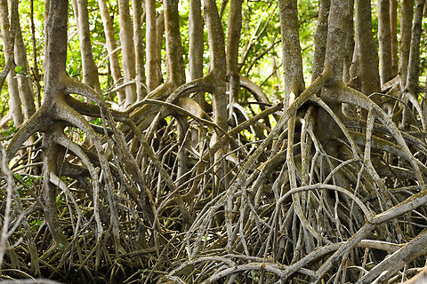 Mangro forest near Hồ Chí Minh City, Vietnam Habitat impression. Asia,Geotagged,Hồ Chí Minh City,Saigon,Spring,Vietnam,Vietnam 2025