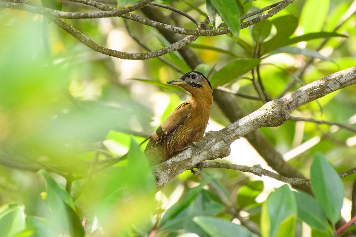 Laced Woodpecker, Hồ Chí Minh City, Vietnam  Asia,Geotagged,Hồ Chí Minh City,Laced woodpecker,Picus vittatus,Saigon,Spring,Vietnam,Vietnam 2025