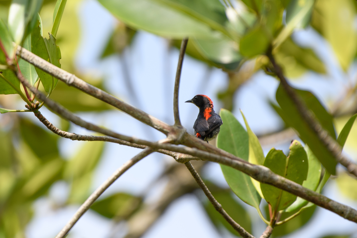 Scarlet-backed Flowerpecker, Hồ Chí Minh City, Vietnam  Asia,Dicaeum cruentatum,Geotagged,Hồ Chí Minh City,Saigon,Scarlet-backed flowerpecker,Spring,Vietnam,Vietnam 2025