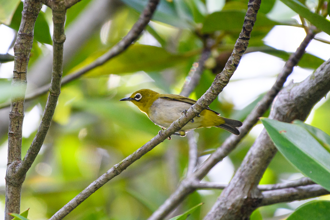 Swinhoe's White-eye, Hồ Chí Minh City, Vietnam  Asia,Geotagged,Hồ Chí Minh City,Saigon,Spring,Swinhoe's white-eye,Vietnam,Vietnam 2025,Zosterops simplex