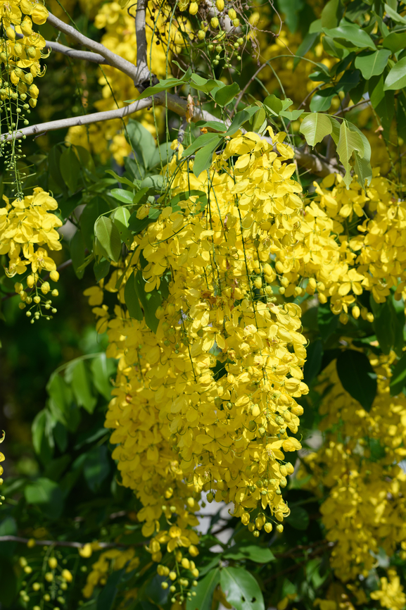 Golden Shower Tree, Hồ Ch&iacute; Minh City, Vietnam  Asia,Cassia fistula,Geotagged,Golden Rain Tree,Hồ Ch&iacute; Minh City,Saigon,Spring,Vietnam,Vietnam 2025
