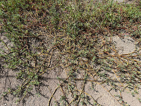 Shoreline Purslane, Hồ Chí Minh City, Vietnam  Asia,Geotagged,Hồ Chí Minh City,Saigon,Sesuvium portulacastrum,Shoreline purslane,Spring,Vietnam,Vietnam 2025