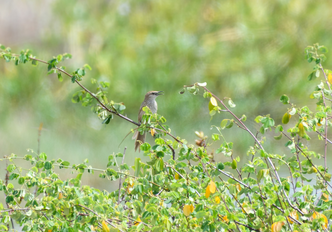 Striated Grassbird, Hồ Ch&iacute; Minh City, Vietnam Deep crop, so limited quality. Asia,Geotagged,Hồ Ch&iacute; Minh City,Megalurus palustris,Saigon,Spring,Striated grassbird,Vietnam,Vietnam 2025