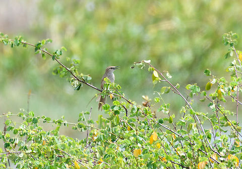 Striated Grassbird, Hồ Chí Minh City, Vietnam Deep crop, so limited quality. Asia,Geotagged,Hồ Chí Minh City,Megalurus palustris,Saigon,Spring,Striated grassbird,Vietnam,Vietnam 2025