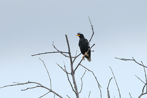 Great Myna, Hồ Chí Minh City, Vietnam  Acridotheres grandis,Asia,Geotagged,Great myna,Hồ Chí Minh City,Saigon,Spring,Vietnam,Vietnam 2025