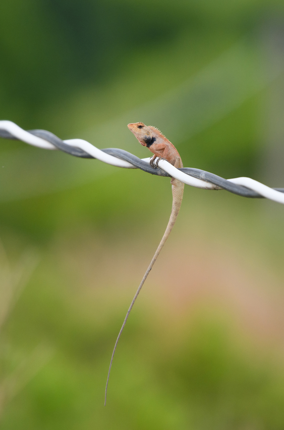 Oriental Garden Lizard, Hồ Chí Minh City, Vietnam Found balancing on a wire near meadows.<br />
<figure class="photo"><a href="https://www.jungledragon.com/image/169812/oriental_garden_lizard_-_closeup_h_ch_minh_city_vietnam.html" title="Oriental Garden Lizard - closeup, Hồ Ch&iacute; Minh City, Vietnam"><img src="https://s3.amazonaws.com/media.jungledragon.com/images/2/169812_thumb.jpg?AWSAccessKeyId=05GMT0V3GWVNE7GGM1R2&Expires=1759968010&Signature=k8CT7rRxrOba%2BLJlcB8ceP1ZsAE%3D" width="200" height="134" alt="Oriental Garden Lizard - closeup, Hồ Ch&iacute; Minh City, Vietnam https://www.jungledragon.com/image/169811/oriental_garden_lizard_h_ch_minh_city_vietnam.html Asia,Calotes versicolor,Geotagged,Hồ Ch&iacute; Minh City,Oriental Garden Lizard,Saigon,Spring,Vietnam,Vietnam 2025" /></a></figure> Asia,Calotes versicolor,Geotagged,Hồ Chí Minh City,Oriental garden lizard,Saigon,Spring,Vietnam,Vietnam 2025