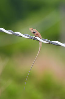 Oriental Garden Lizard, Hồ Chí Minh City, Vietnam Found balancing on a wire near meadows.
https://www.jungledragon.com/image/169812/oriental_garden_lizard_-_closeup_h_ch_minh_city_vietnam.html Asia,Calotes versicolor,Geotagged,Hồ Chí Minh City,Oriental garden lizard,Saigon,Spring,Vietnam,Vietnam 2025