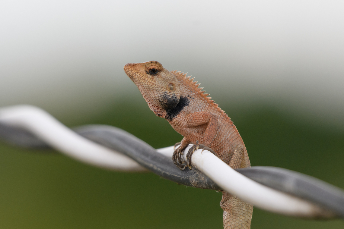 Oriental Garden Lizard - closeup, Hồ Chí Minh City, Vietnam <figure class="photo"><a href="https://www.jungledragon.com/image/169811/oriental_garden_lizard_h_ch_minh_city_vietnam.html" title="Oriental Garden Lizard, Hồ Ch&iacute; Minh City, Vietnam"><img src="https://s3.amazonaws.com/media.jungledragon.com/images/2/169811_thumb.jpg?AWSAccessKeyId=05GMT0V3GWVNE7GGM1R2&Expires=1759968010&Signature=Lq%2FNaDym1i8k78YX4CdEAKKF01U%3D" width="102" height="152" alt="Oriental Garden Lizard, Hồ Ch&iacute; Minh City, Vietnam Found balancing on a wire near meadows.<br />
https://www.jungledragon.com/image/169812/oriental_garden_lizard_-_closeup_h_ch_minh_city_vietnam.html Asia,Calotes versicolor,Geotagged,Hồ Ch&iacute; Minh City,Oriental garden lizard,Saigon,Spring,Vietnam,Vietnam 2025" /></a></figure> Asia,Calotes versicolor,Geotagged,Hồ Chí Minh City,Oriental Garden Lizard,Saigon,Spring,Vietnam,Vietnam 2025